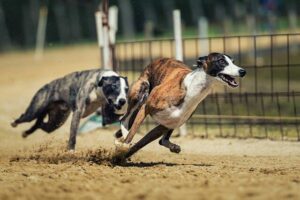 Hunderennen Wetten