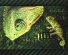 greengeeko