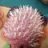 WETT-IGEL