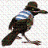 Unglücksrabe