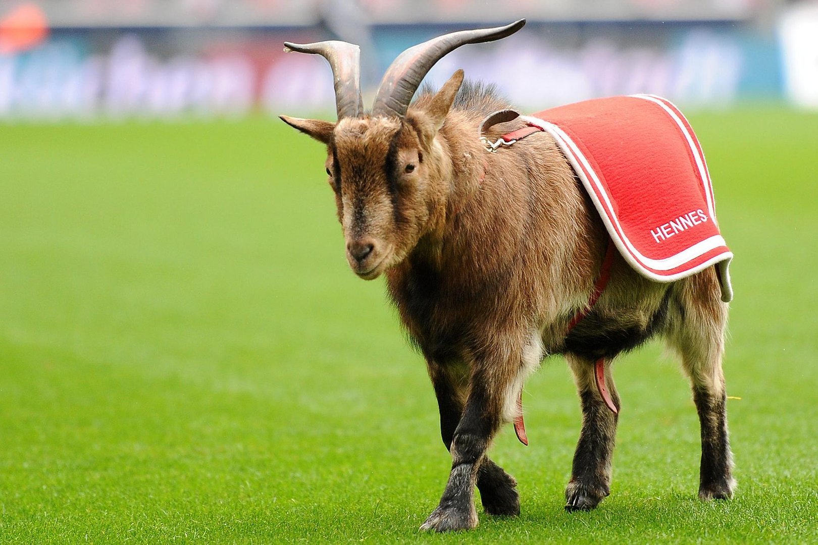 Klicke auf die Grafik für eine vergrößerte Ansicht  Name: 1-fc-koeln-geissbock-hennes-maskottchen.jpg Ansichten: 0 Größe: 295,3 KB ID: 5139029