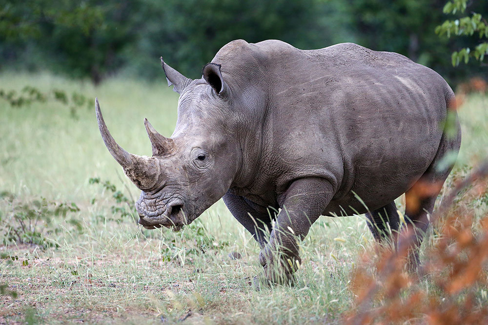 Klicke auf die Grafik für eine vergrößerte Ansicht  Name: nashorn.jpg Ansichten: 0 Größe: 220,7 KB ID: 5148056