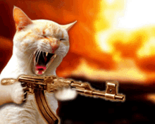 Klicke auf die Grafik für eine vergrößerte Ansicht

Name: katze-gewhr-b%C3%B6se-cat.gif
Ansichten: 353
Größe: 62,2 KB
ID: 5325226